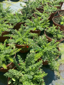Krwawnik pospolity 'Desert Eve  Red' - Achillea millefolium 'Desert Eve  Red'