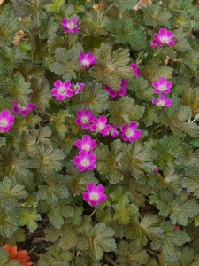 Bodziszek  ''Orkney Cherry''   -   Geranium ''Orkney Cherry'' 