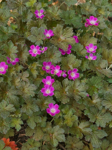 Bodziszek  ''Orkney Cherry''   -   Geranium ''Orkney Cherry''