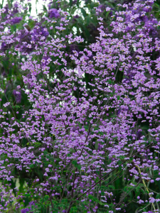 Rutewka Delavaya 'Hewitt`s Double'    -  Thalictrum delavayi 'Hewitt`s Double' 
