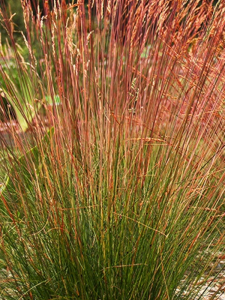 Kostrzewa Miedzianobrody  -   Festuca Sunrise