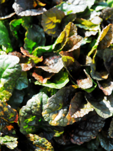 Dąbrówka rozłogowa ''Rainbow''  -   Ajuga reptans "Rainbow" 
