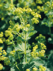 Przywrotnik miękki 'Thriller'  -  Alchemilla mollis 'Thriller'
