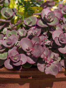 Rozchodnik Sunsparkler 'Cherry Tart' - Sedum Sunsparkler 'Cherry Tart '