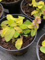 Dąbrówka rozłogowa 'Gold Chang' - Ajuga reptans 'Gold Chang'