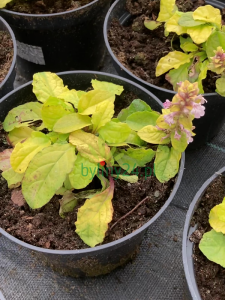 Dąbrówka rozłogowa 'Gold Chang' - Ajuga reptans 'Gold Chang'