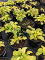 Dąbrówka rozłogowa 'Gold Chang' - Ajuga reptans 'Gold Chang'