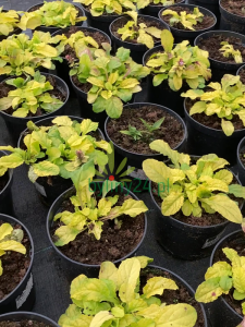 Dąbrówka rozłogowa 'Gold Chang' - Ajuga reptans 'Gold Chang'