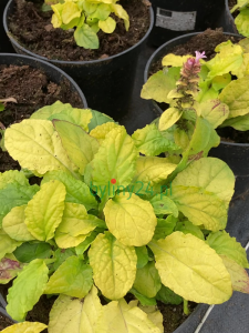Dąbrówka rozłogowa 'Gold Chang'  -  Ajuga reptans 'Gold Chang' 