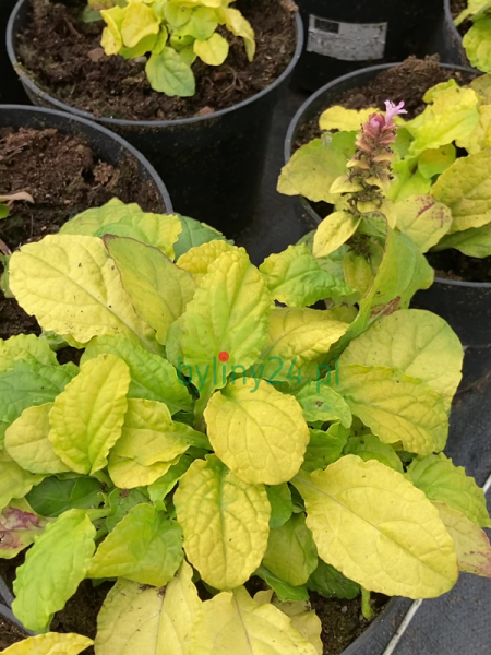 Dąbrówka rozłogowa 'Gold Chang' - Ajuga reptans 'Gold Chang'