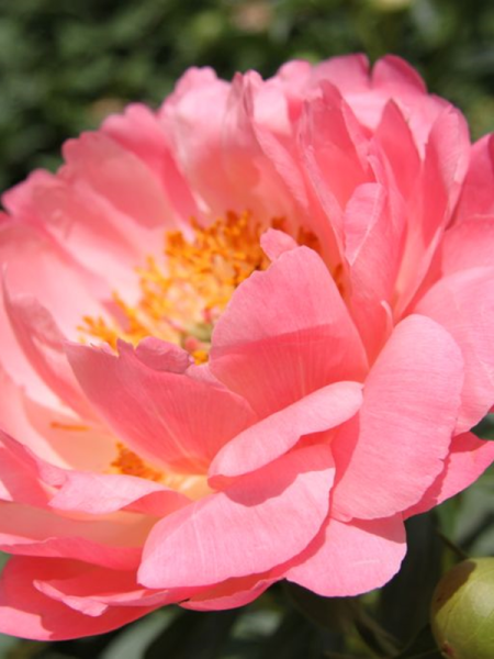 paeonia coral sunset peonypaeonia coral sunset peony-4.png