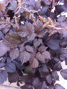 Tawułka Tumberga 'Chocolate Shogun'  -  Astilbe thunbergii 'Chocolate Shogun'