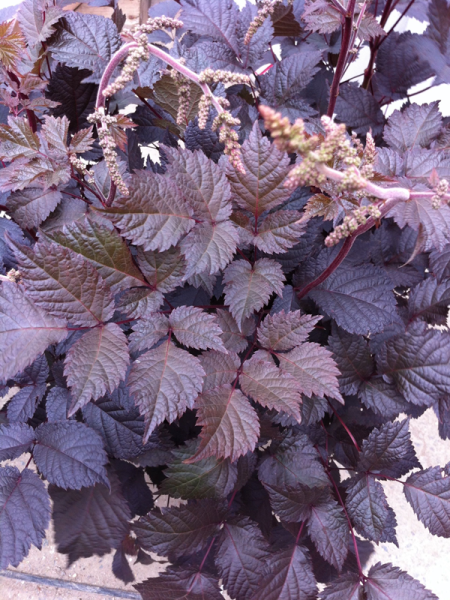 Astilbe thunbergii Chocolate ShogunAstilbe thunbergii Chocolate Shogun-5.png
