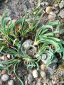 Allium senescens ''Spirale''Allium senescens ''Spirale''-1.png