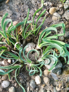 Allium senescens ''Spirale''Allium senescens ''Spirale''-1.png