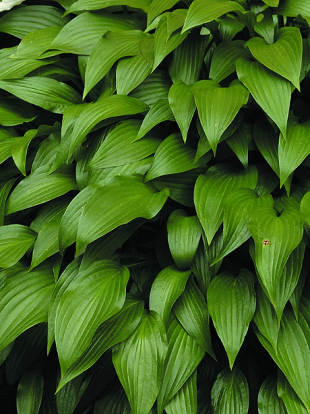 Funkia lancetolistna - Hosta lancifolia