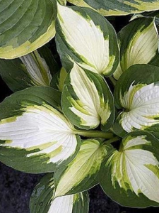 Funkia 'Color Festival'  -  Hosta 'Color Festival'