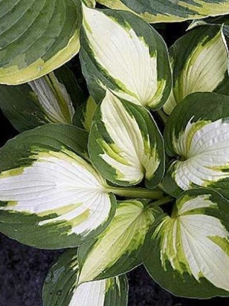 Funkia 'Color Festival'  -  Hosta 'Color Festival'