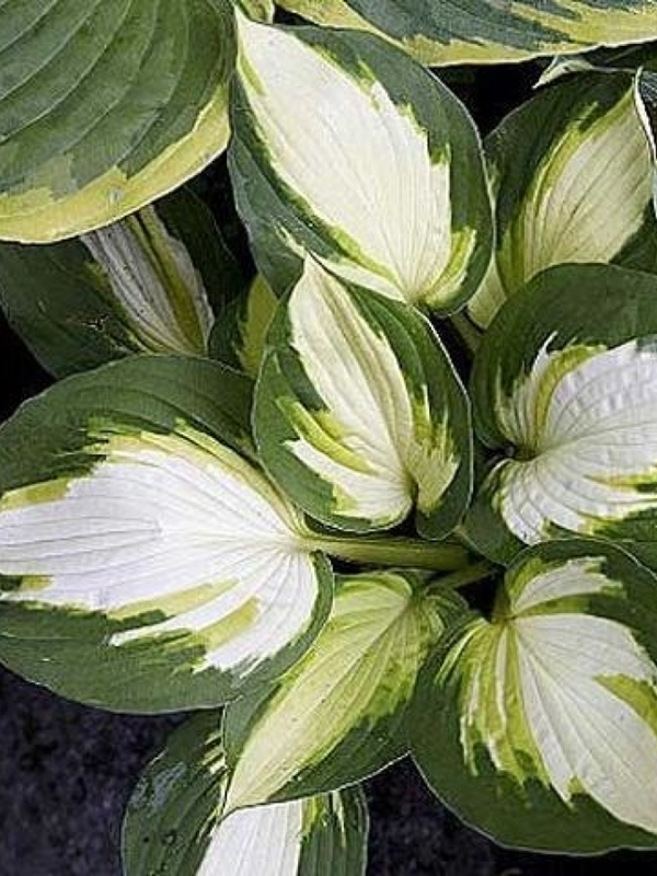 Funkia 'Color Festival'  -  Hosta 'Color Festival'