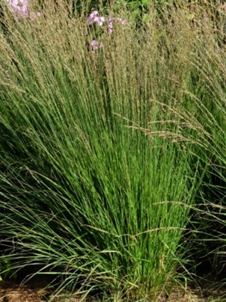 Molinia careluea Heidebraut Molinia careluea Heidebraut-9.png