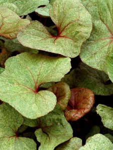 Języczka pomarańczowa 'Garden Confetti' - Ligularia dentata 'Garden Confettii