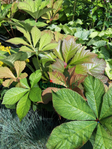 Rodgersja pierzasta 'Hercules' - Rodgersia pinnata   'Hercules'