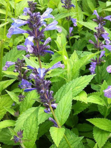 Kocimiętka mandżurska  'Manchu Blue'  -  Nepeta manchuriensis 'Manchu Blue'