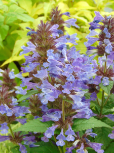 Kocimiętka kubańska 'Neptune'  -  Nepeta kubanica 'Neptune'