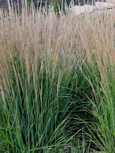 Trzcinnik ostrokwiatowy  'Avalanche'   -  Calamagrostis  acutiflora 'Avalanche'