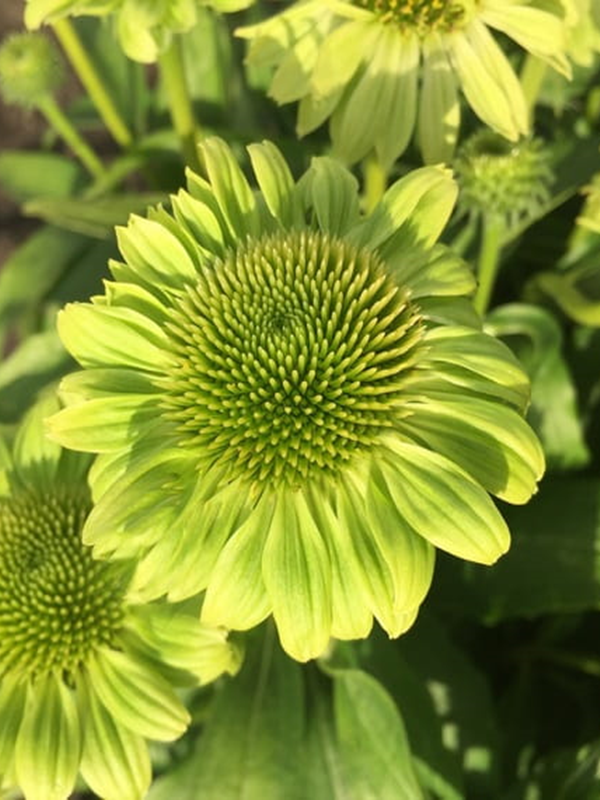 Jeżówka purpurowa "Verdana' - Echinacea purpurea 'Verdana'