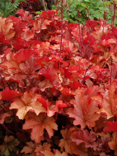 heuchera1319-1.png