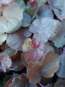 Żurawka 'Obsidian' -   Heuchera  'Obsidian