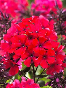 Floks wiechowaty 'Starfire'  - Phlox paniculata 'Starfire'