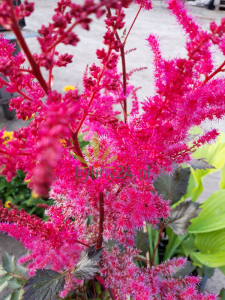 Tawułka chińska 'Mighty Chocolate Cherry' - Astilbe chinensis  'Mighty Chocolate Cherry' 