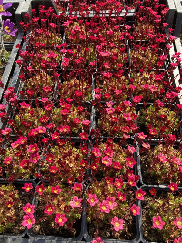 Skalnica Arendsa 'Harder Zwerg' -  Saxifraga arendsii 'Harder Zwerg'