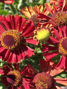 Dzielżan jesienny 'Siesta' -  Helenium autumnale 'Siesta' 
