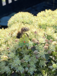 Rozchodnik karpacki 'Seduction Green Yellow' - Sedum telephium   'Seduction Green Yellow'  