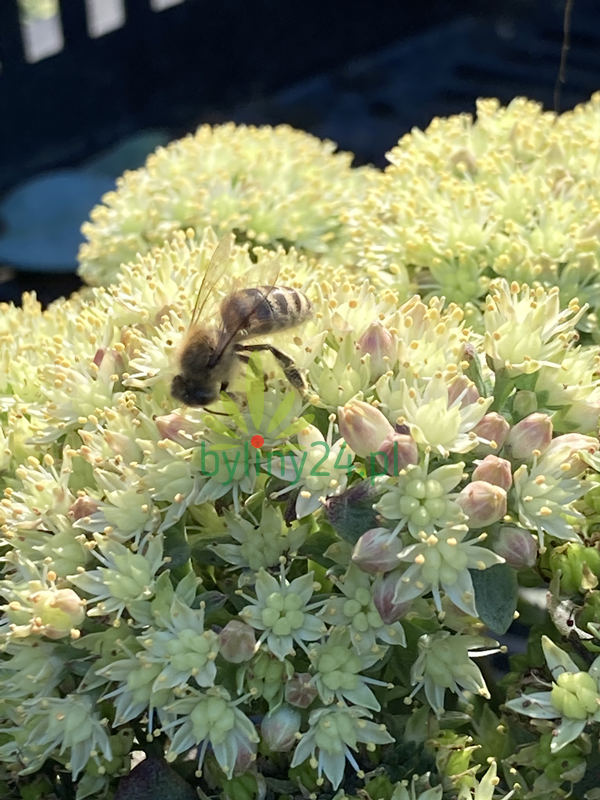 Rozchodnik karpacki 'Seduction Green Yellow' - Sedum telephium   'Seduction Green Yellow'  