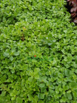 Rozchodnik kaukaski    -  Sedum spurium