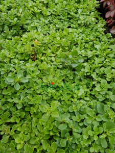 Rozchodnik kaukaski    -  Sedum spurium