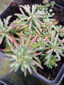 Rozchodnik kamczacki odm. amurska  -  Sedum kamtschaticum