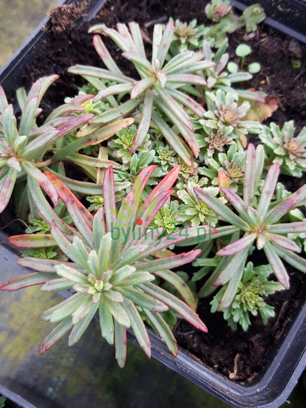 Rozchodnik kamczacki odm. amurska  -  Sedum kamtschaticum var. middendorffianum