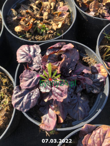 Dąbrówka rozłogowa 'Black Scallop'  - Ajuga reptans 'Black Scallop'
