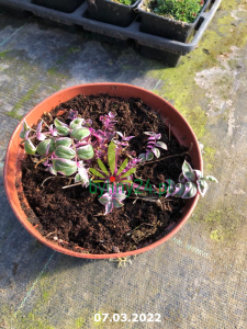 Wielosił rozesłany 'Touch of Class'  - Polemonium reptans 'Touch of Class'