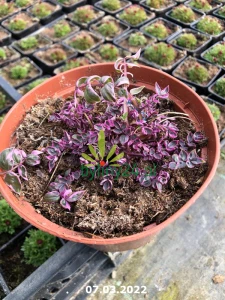 Wielosił rozesłany 'Stairway to Heaven' - Polemonium reptans 'Stairway to Heaven'