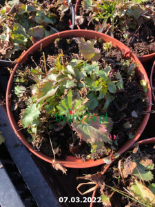 WhatsApp Image 2022-03-07 at 11.09.59 (8).png