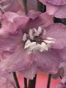 Ostróżka ogrodowa ''Magic Fountain Cherry Blossom' - Delphinium cultorum