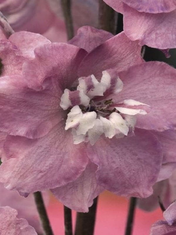 Ostróżka ogrodowa ''Magic Fountain Cherry Blossom' - Delphinium cultorum