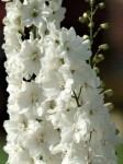 Ostróżka ogrodowa Magic Fountain 'Pure White' - Delphinium cultorum  Magic Fountain 'Pure White'