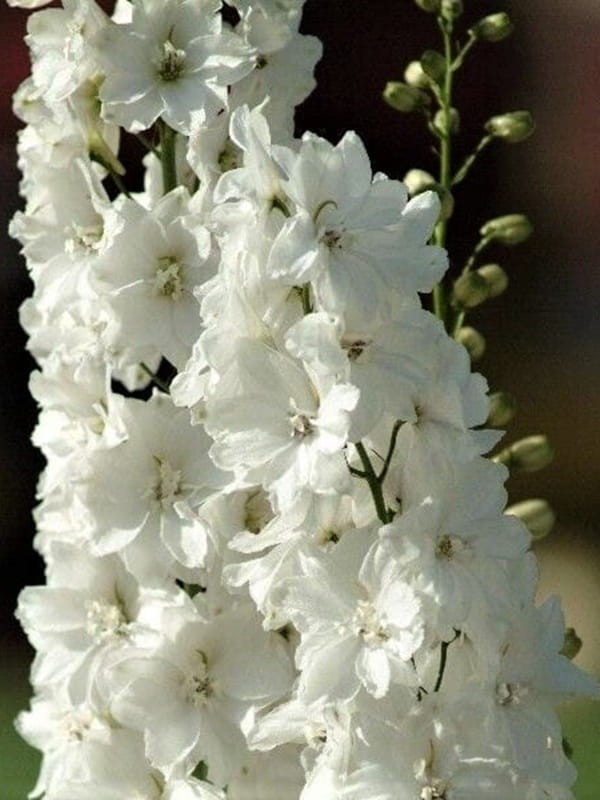 Ostróżka ogrodowa Magic Fountain 'Pure White' - Delphinium cultorum  Magic Fountain 'Pure White'